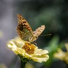 Schmetterling in Urlaub