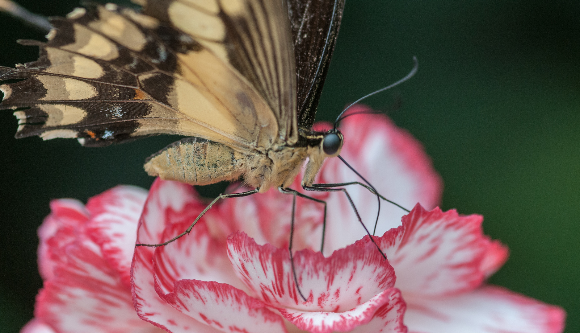 Schmetterling in Uslar