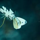 Schmetterling in wald