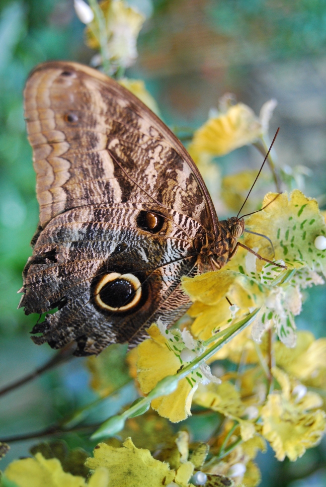 Schmetterling in Wien...