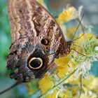 Schmetterling in Wien...