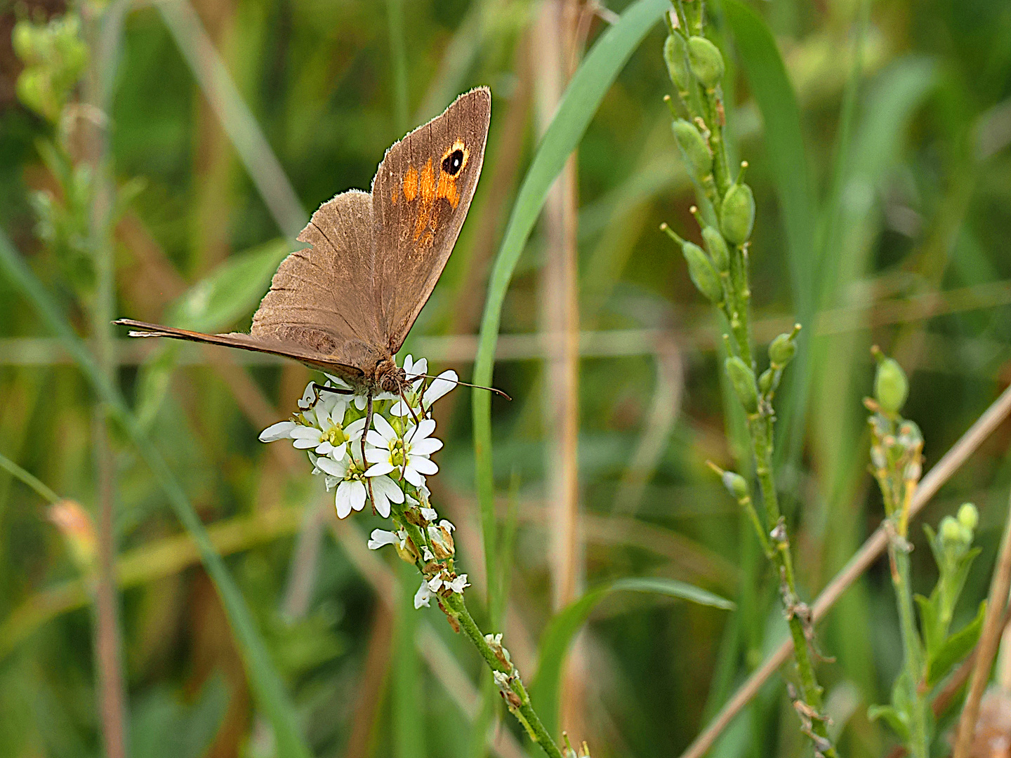 Schmetterling in Wildblumen-Wiese