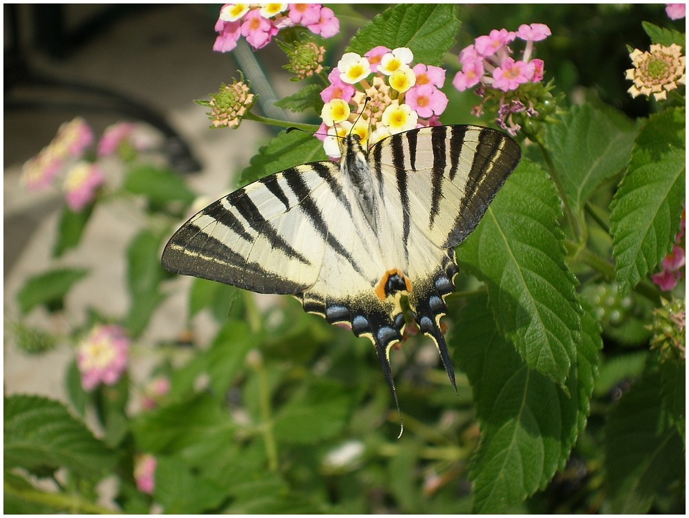 Schmetterling in Zakythos Stadt