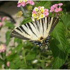 Schmetterling in Zakythos Stadt