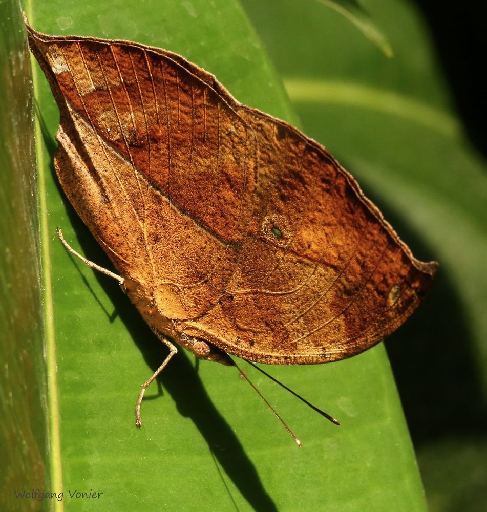 Schmetterling, Indisches Blatt
