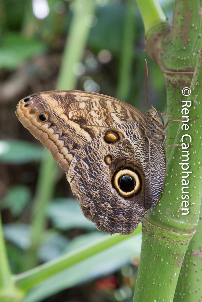 Schmetterling - Insel Mainau 04/2015