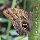 Schmetterling - Insel Mainau 04/2015