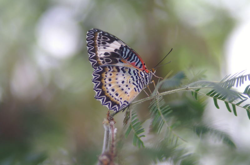 Schmetterling Insel Mainau