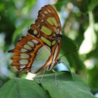 Schmetterling Insel Mainau