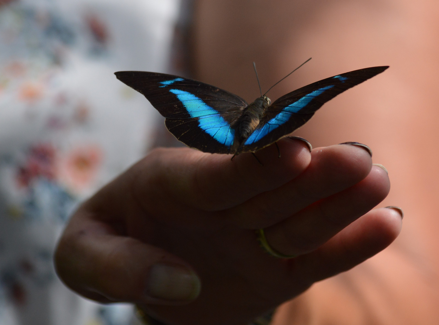 Schmetterling Insel Mainau