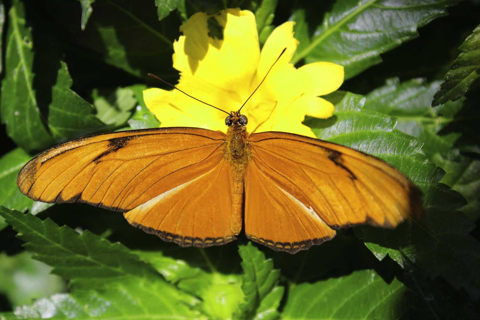 Schmetterling Insel Mainau