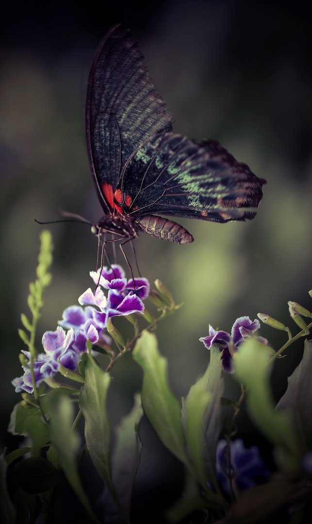 Schmetterling inspirationen