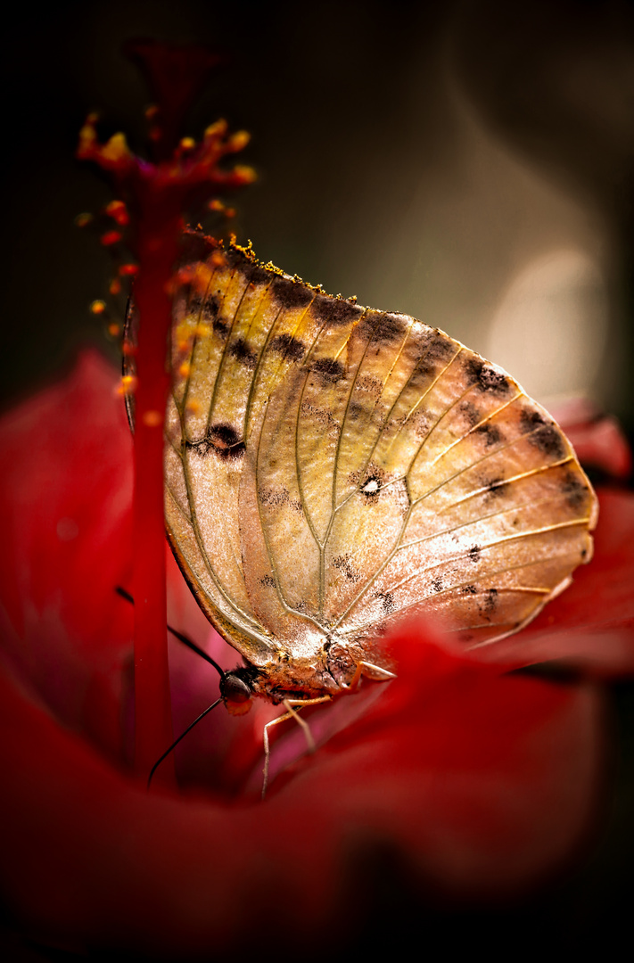 Schmetterling inspirationen ...