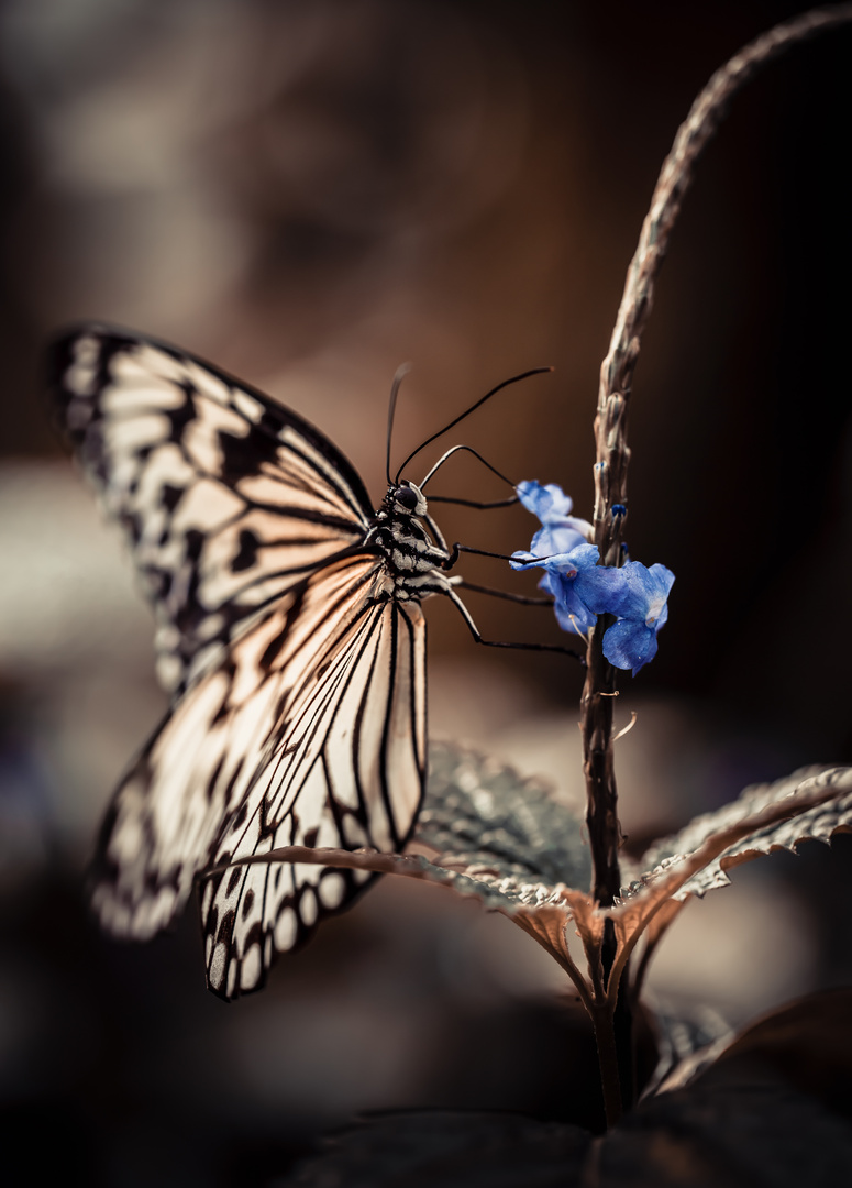 Schmetterling inspirationen ...