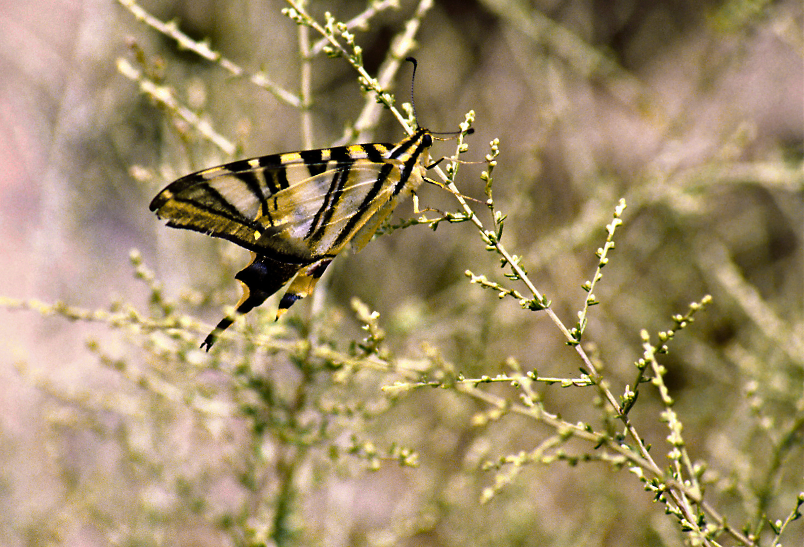 Schmetterling  (Iphiclides feisthamelii)