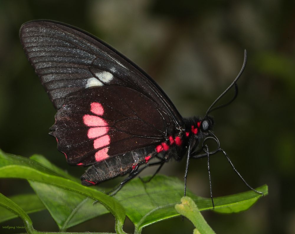 Schmetterling Iphidamas Cattleheart - Parides iphidamas