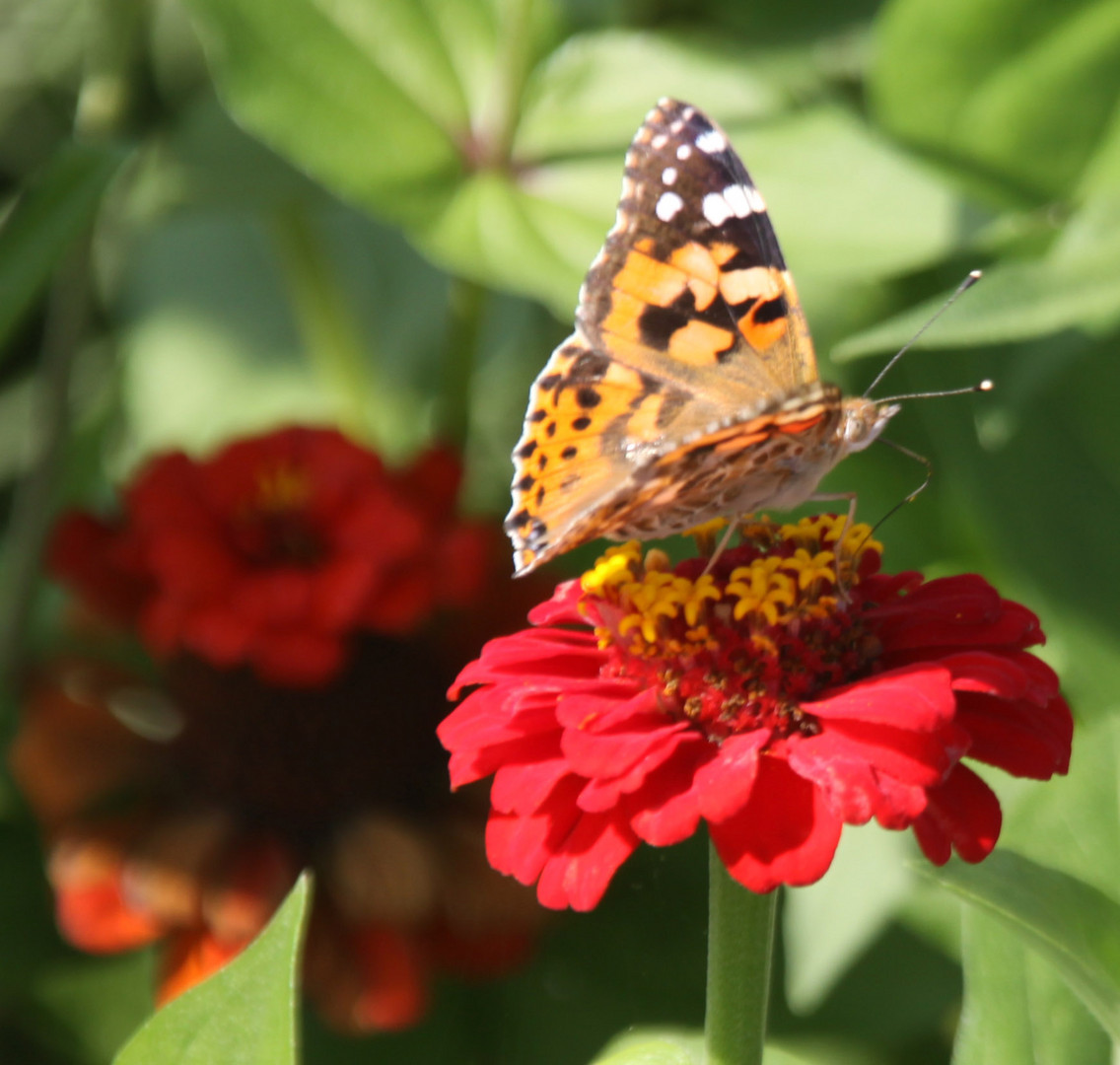 Schmetterling ist gelandet