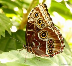 Schmetterling IV