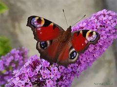 Schmetterling IV 