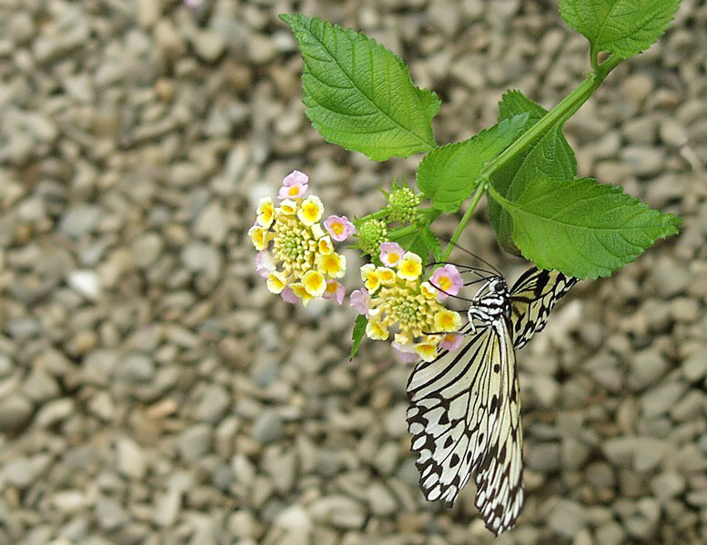 Schmetterling IV