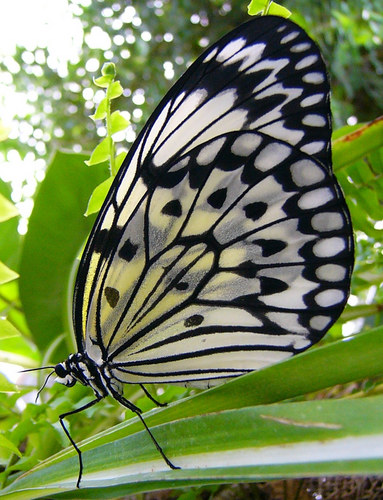 Schmetterling IV