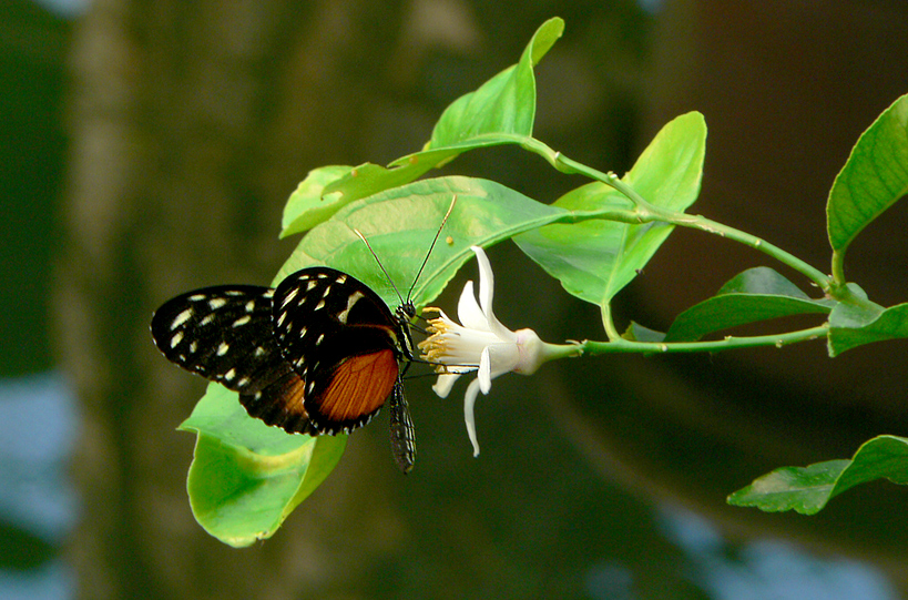 Schmetterling IV