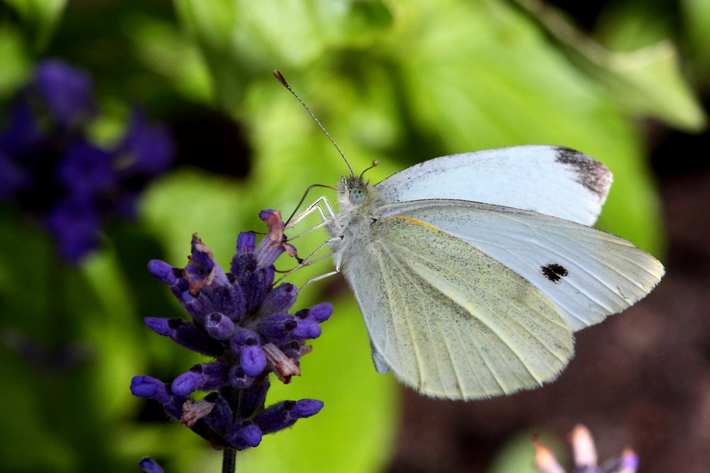 Schmetterling IV