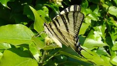 Schmetterling, ja! aber welcher??