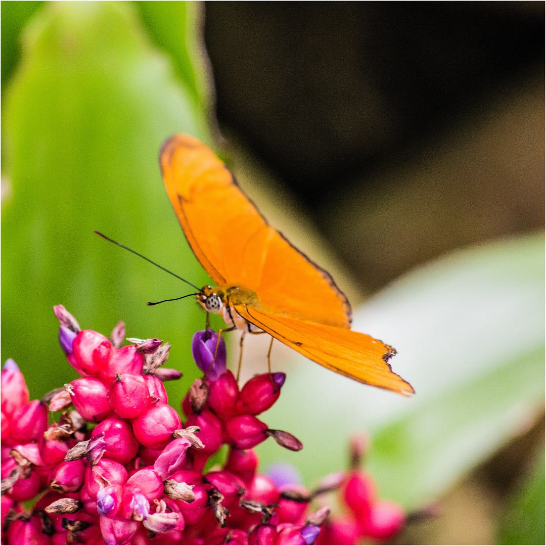 Schmetterling "Julia Falter, auch Fackel. (Dryas julia)"