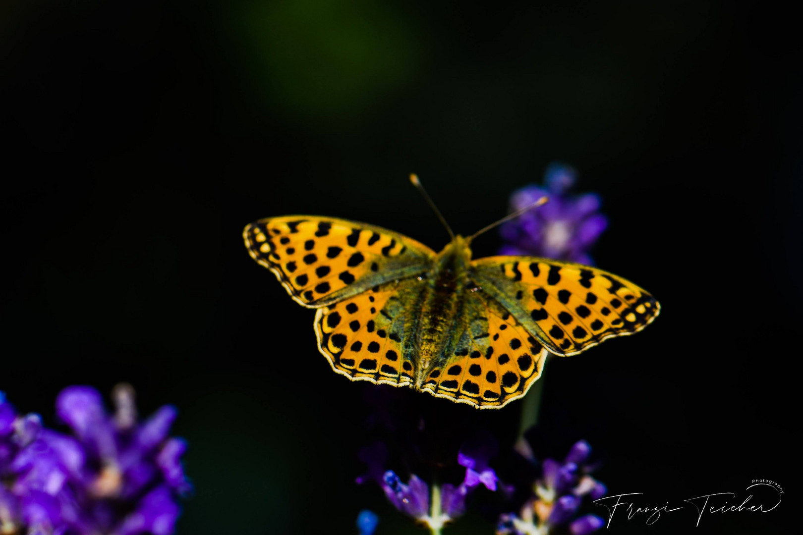 Schmetterling Kaisermantel