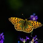 Schmetterling Kaisermantel