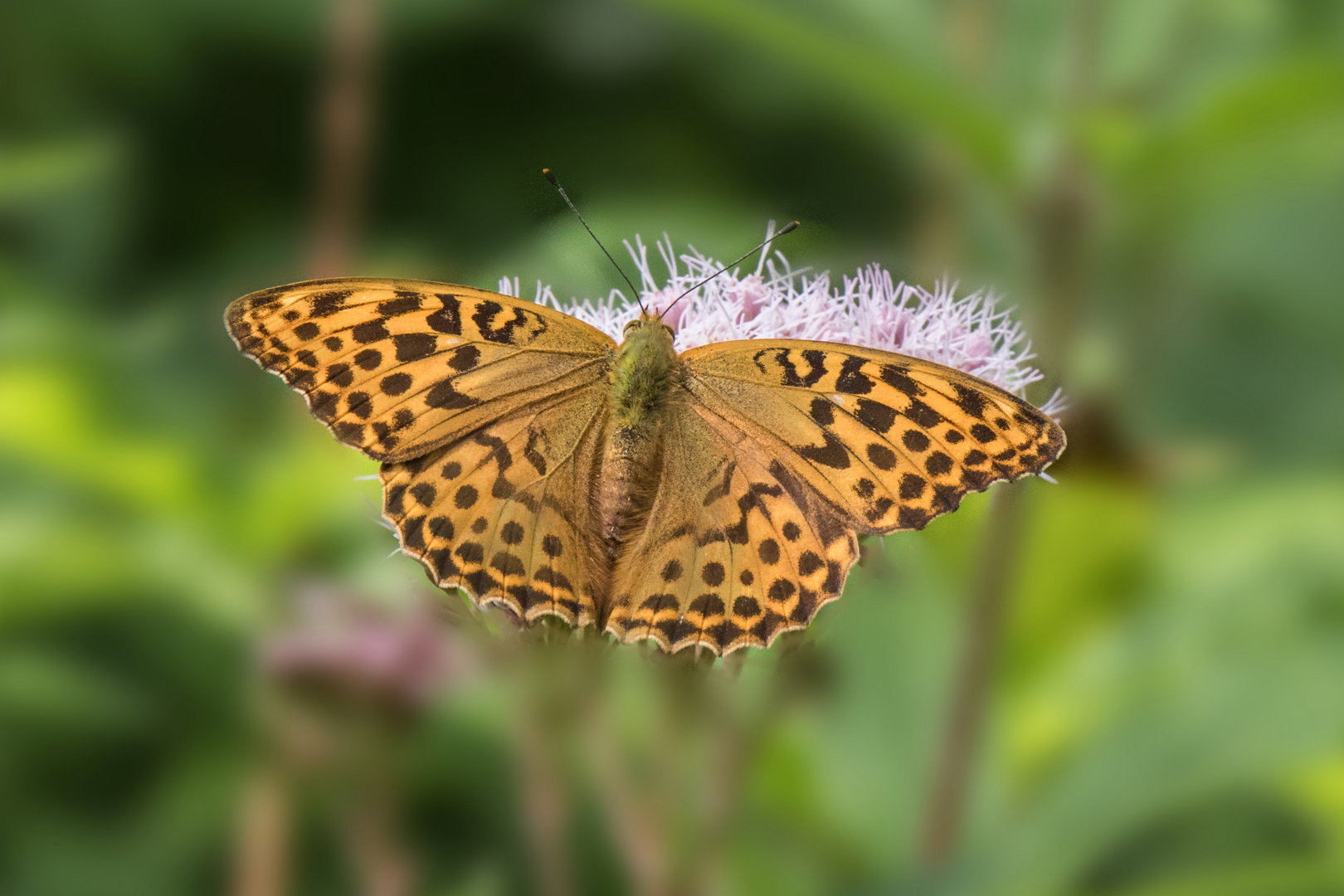 Schmetterling (Kaisermantel?) 