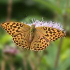 Schmetterling (Kaisermantel?) 