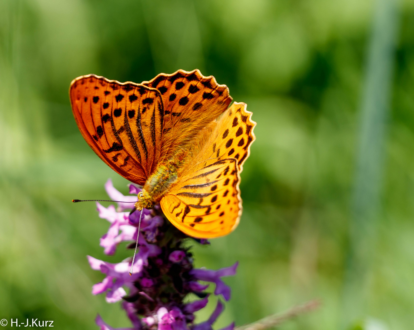 Schmetterling-Kaisermantel