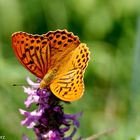 Schmetterling-Kaisermantel