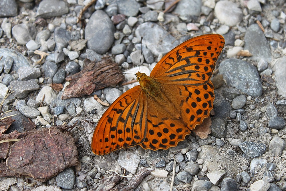 Schmetterling -Kaisermantel- auf Kies