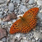Schmetterling -Kaisermantel- auf Kies