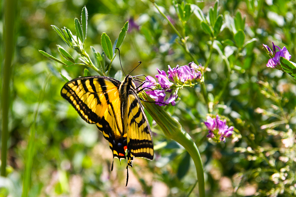 Schmetterling-Kanada