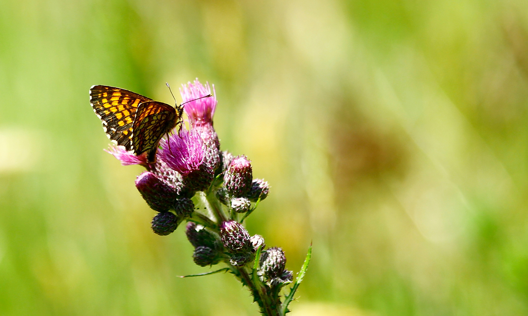 Schmetterling (Kann mir jemand sagen was für ein Schmetterling es ist?!