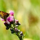 Schmetterling (Kann mir jemand sagen was für ein Schmetterling es ist?!