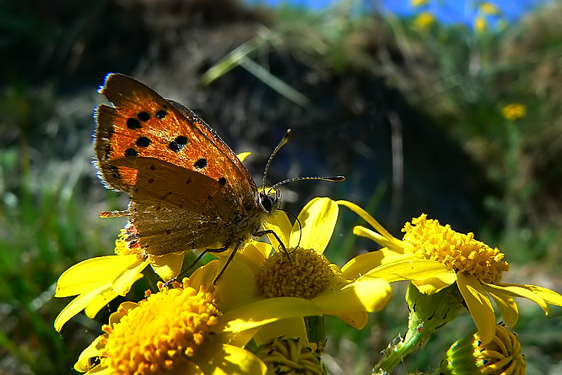 Schmetterling kaputt....