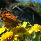 Schmetterling kaputt....