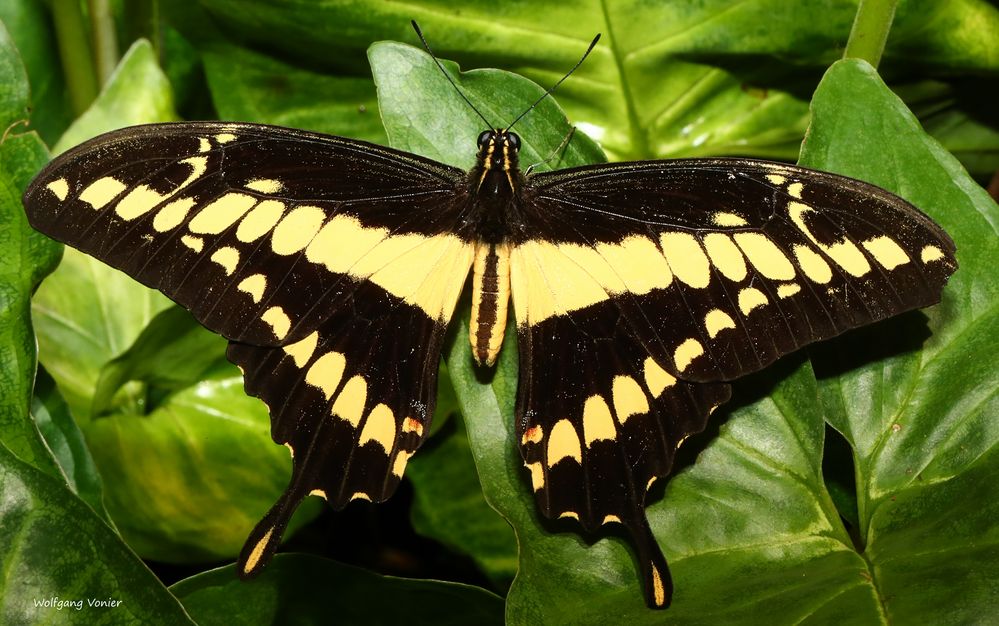 Schmetterling - King Swallowtail Papilio thoas