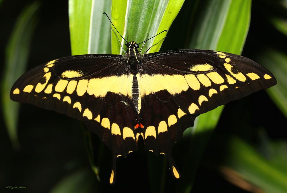 Schmetterling-King Swallowtail Papilio thoas vom 28.12.2018