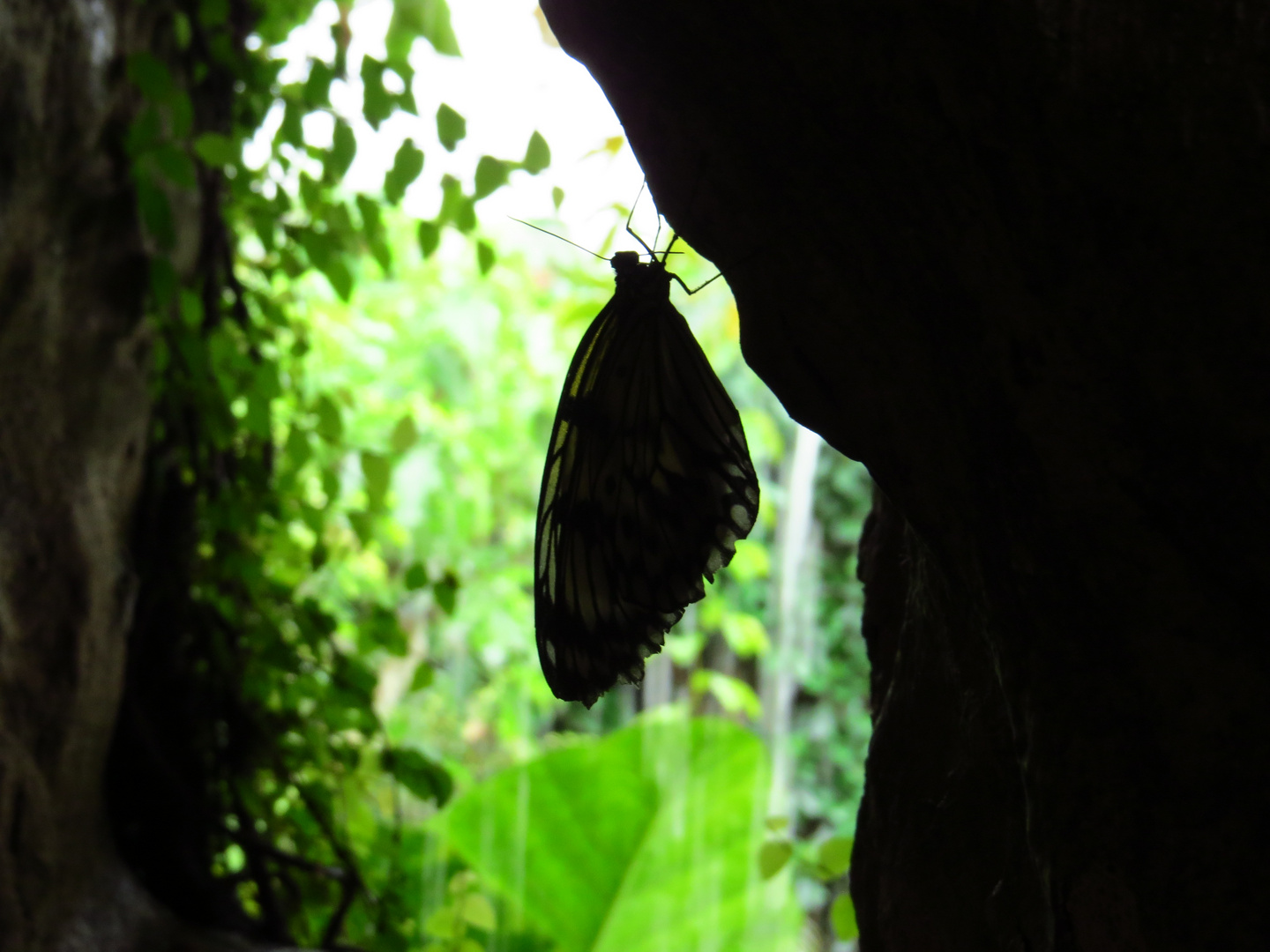 Schmetterling - "kleine Abkühlung"