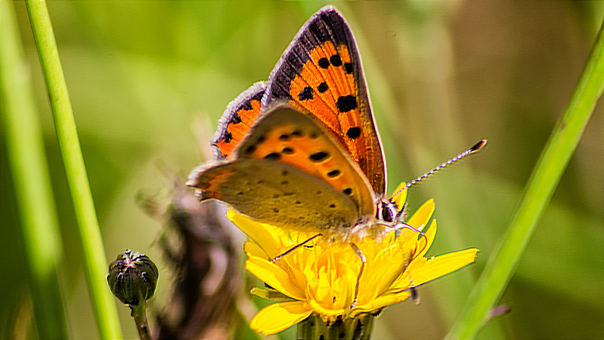 Schmetterling, Kleiner FEUERFALTER