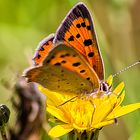 Schmetterling, Kleiner FEUERFALTER