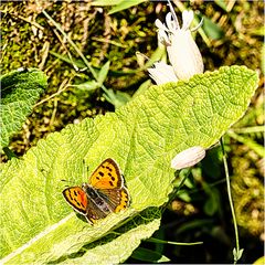 Schmetterling, "Kleiner Feuerfalter"