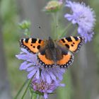 Schmetterling - kleiner Fuchs