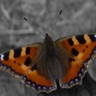 Schmetterling (Kleiner Fuchs)